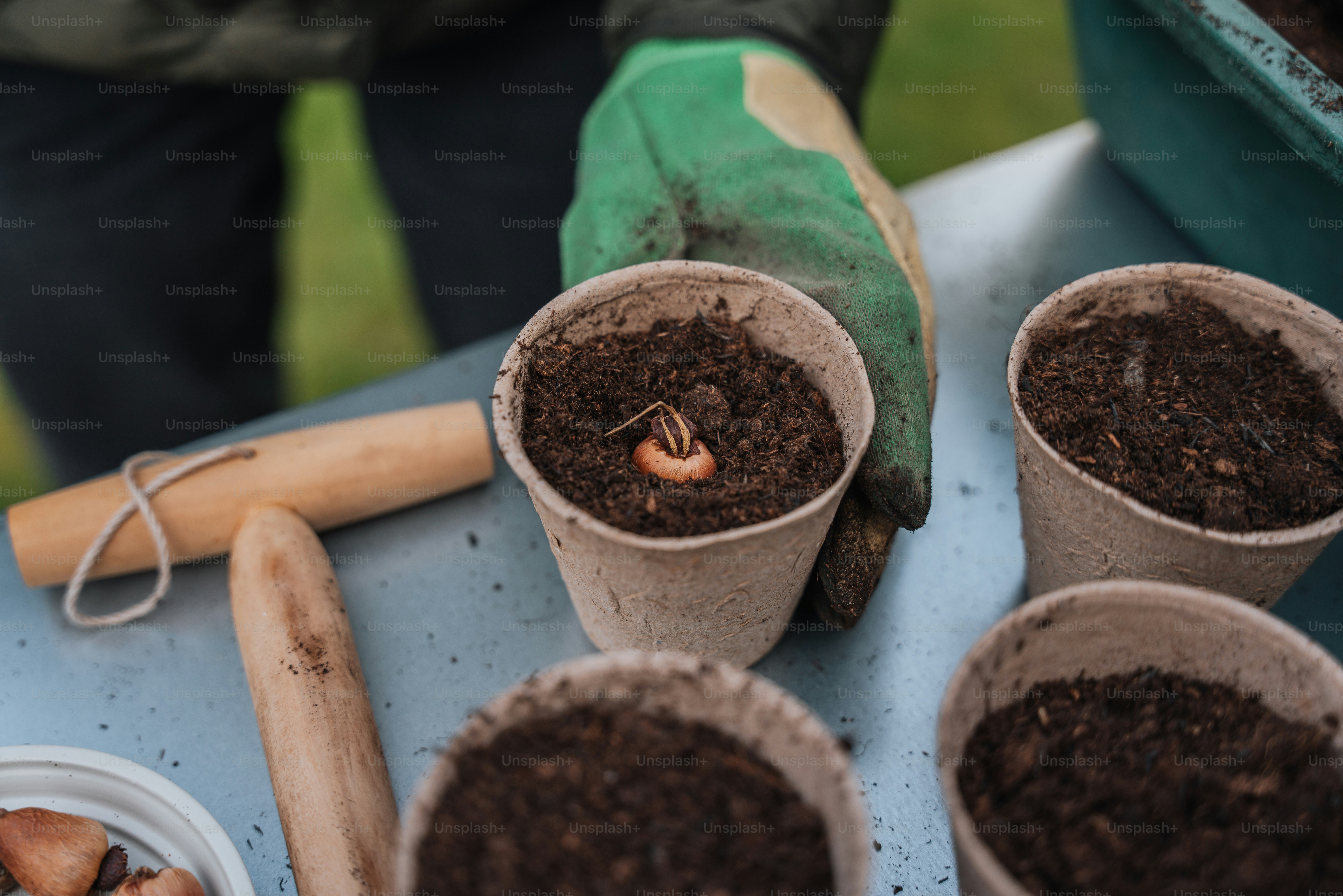 a group of potted plants sitting on top of a blue table