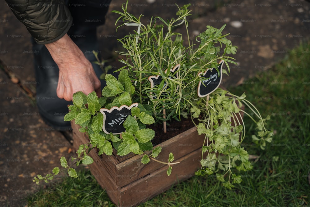 a person holding a plant in a wooden box