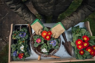 a person holding a potted plant with flowers in it