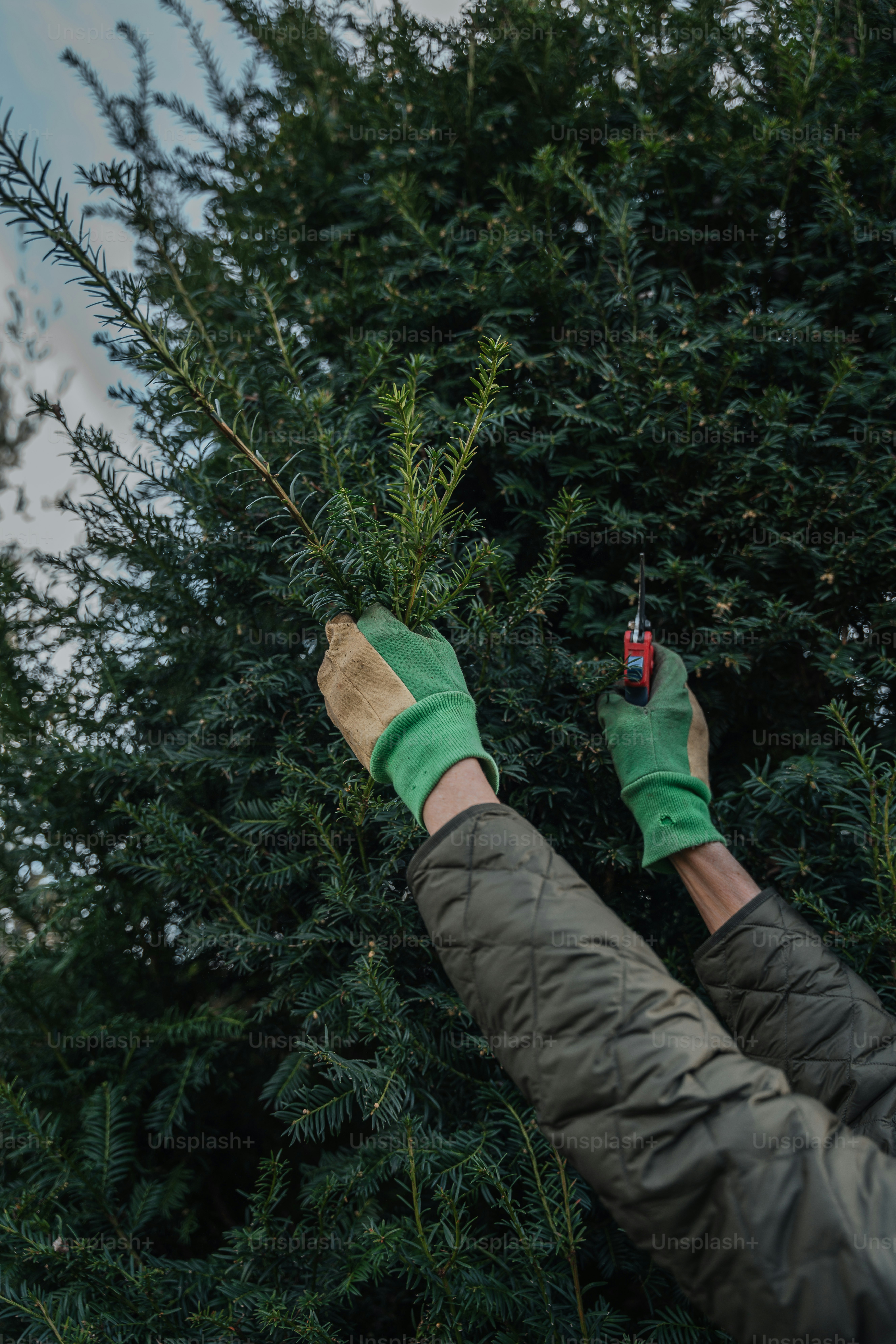 a person in green gloves holding a plant