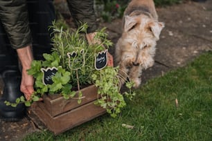 a dog sniffing a plant in a wooden box
