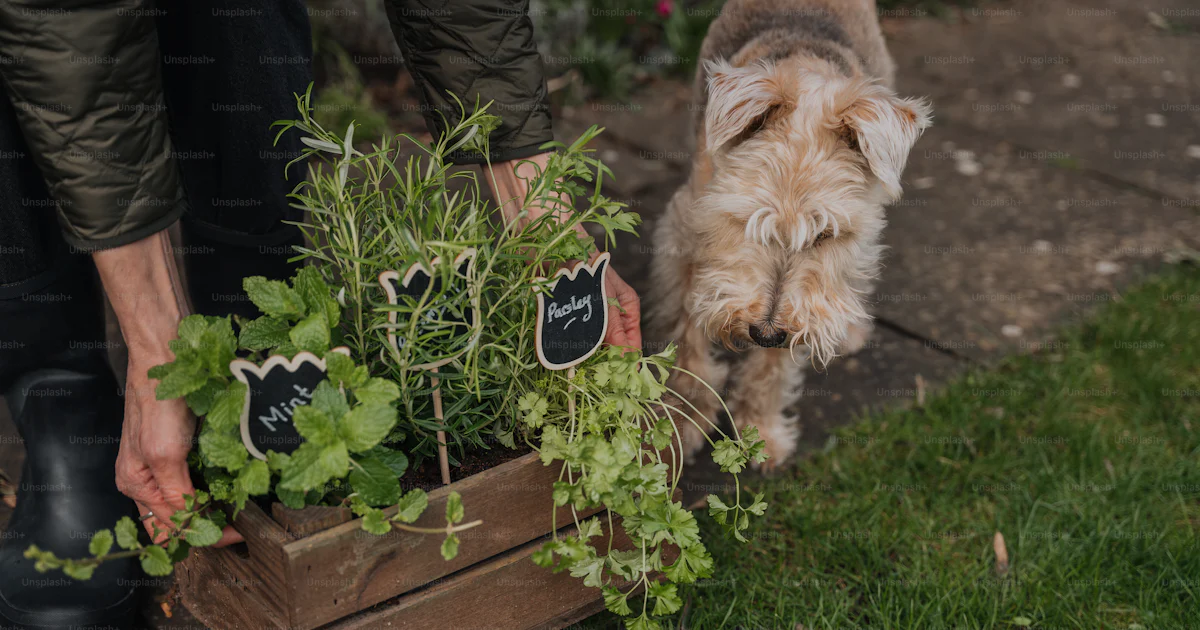 A dog sniffing a plant in a wooden box photo – Garden Image on Unsplash