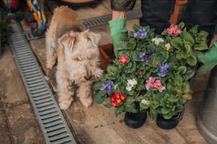 Un piccolo cane in piedi accanto a una pianta in vaso