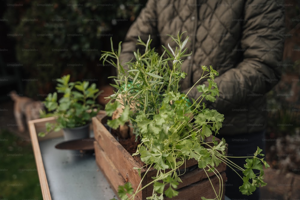 une personne debout à côté d’une boîte en bois remplie de plantes