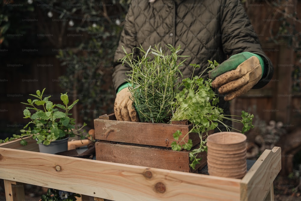 Eine Person, die Handschuhe und Gartenhandschuhe trägt, legt Pflanzen in eine Holzkiste