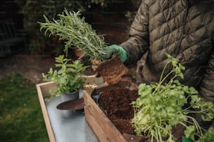 a person holding a plant in a wooden box