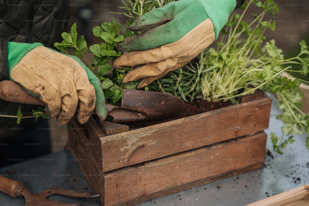 une personne portant des gants et des gants de jardinage met des plantes dans une boîte en bois