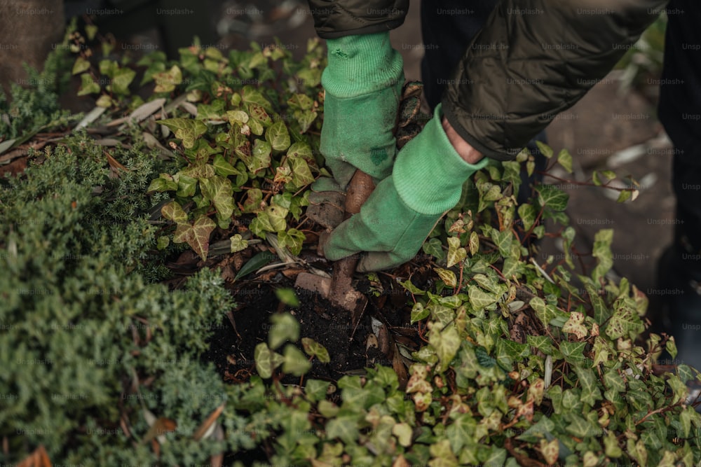 Une personne avec des chaussettes vertes et des chaussettes vertes creuse un trou dans le sol