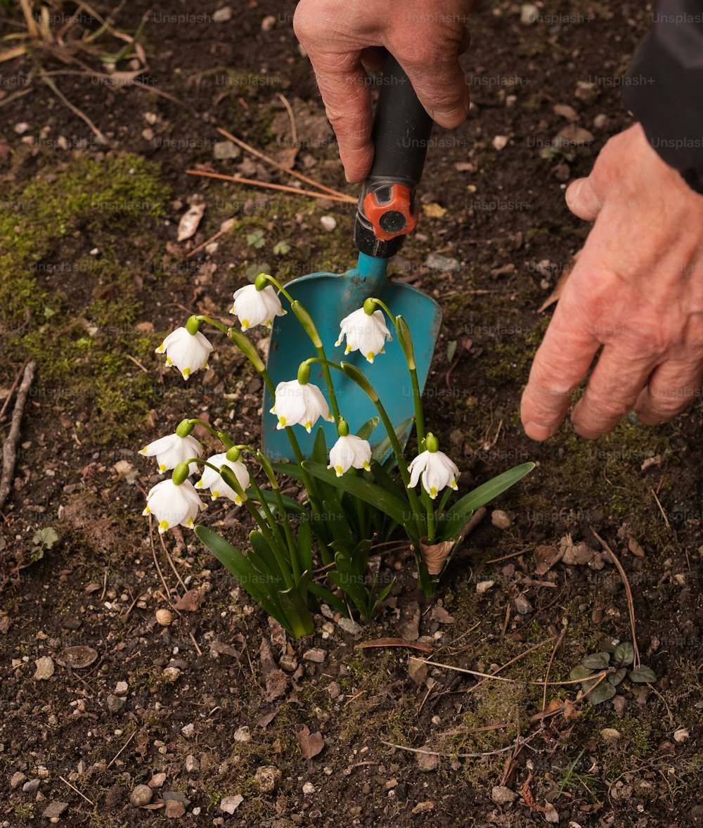 uma pessoa cortando flores com um par de tesouras