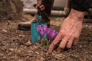 Una persona sosteniendo un par de tijeras de jardinería sobre una flor púrpura