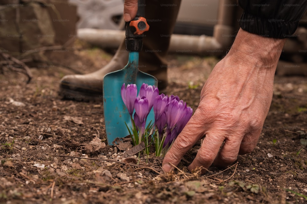 Eine Person, die eine Gartenschere über einer lila Blume hält