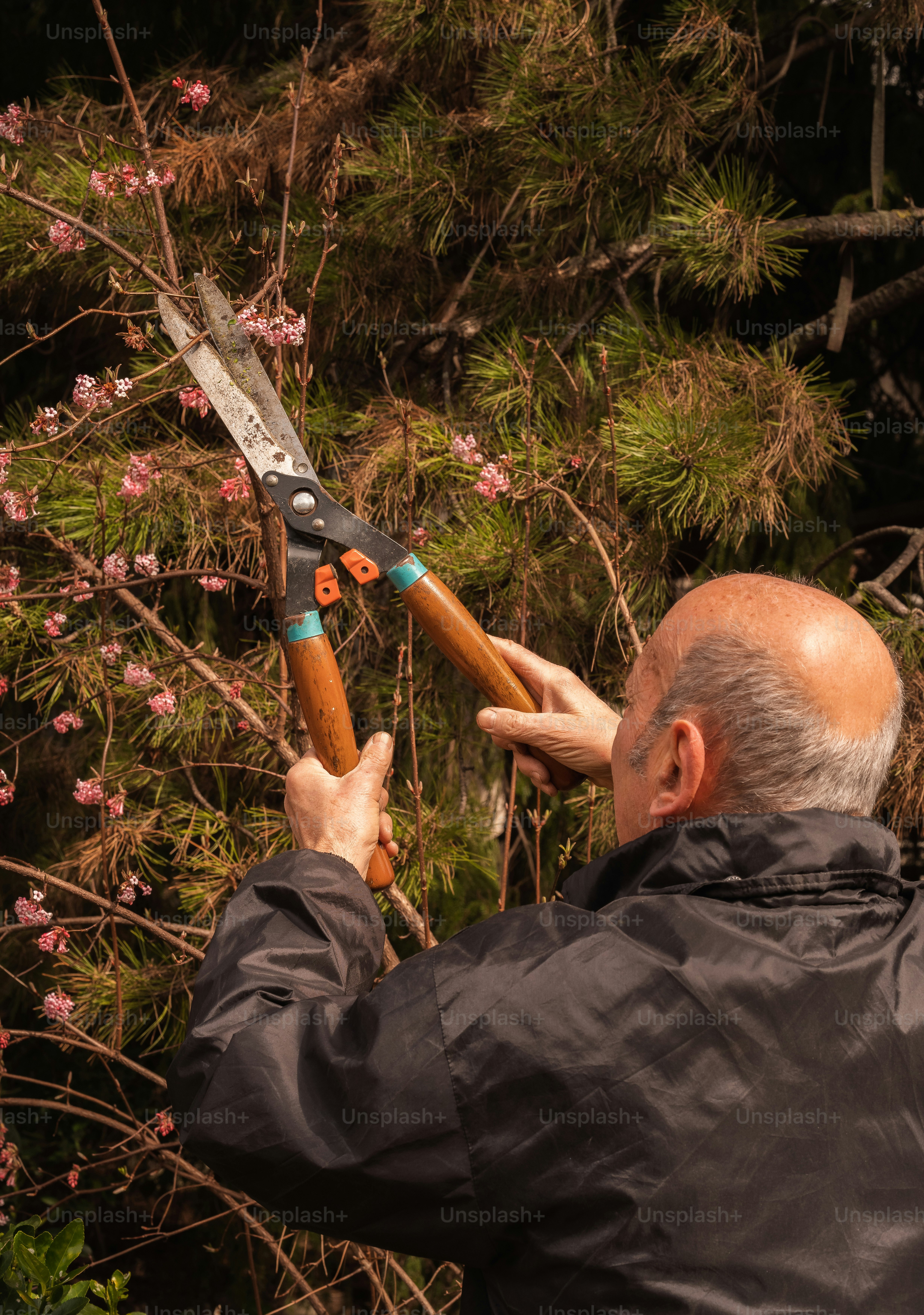 um homem segurando um par de tesouras até uma árvore