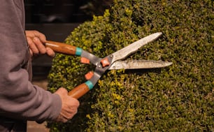 a person holding a pair of scissors near a hedge