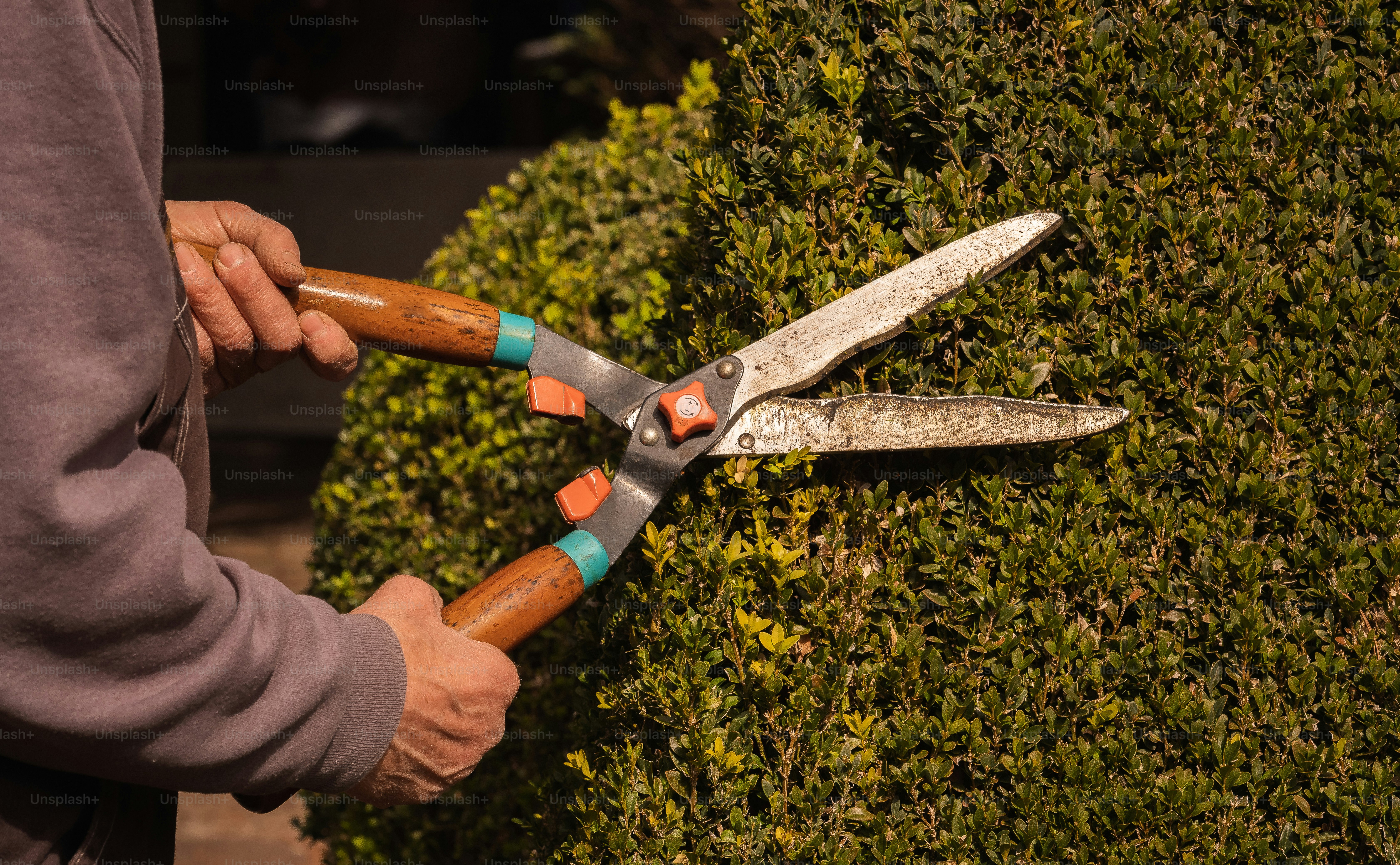 Pruning in the garden before the spring begins.
