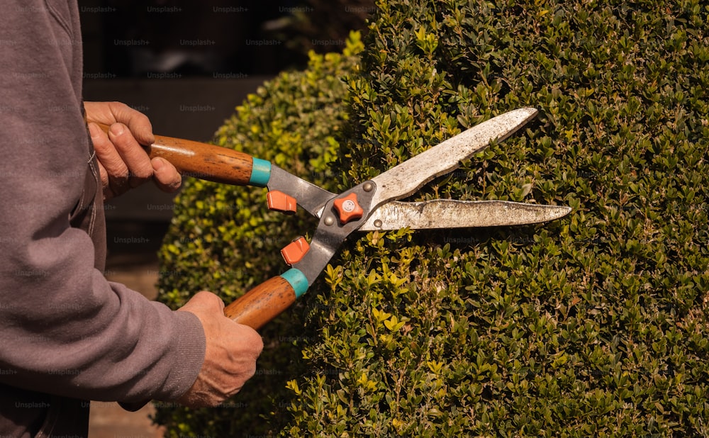 a person holding a pair of scissors near a hedge