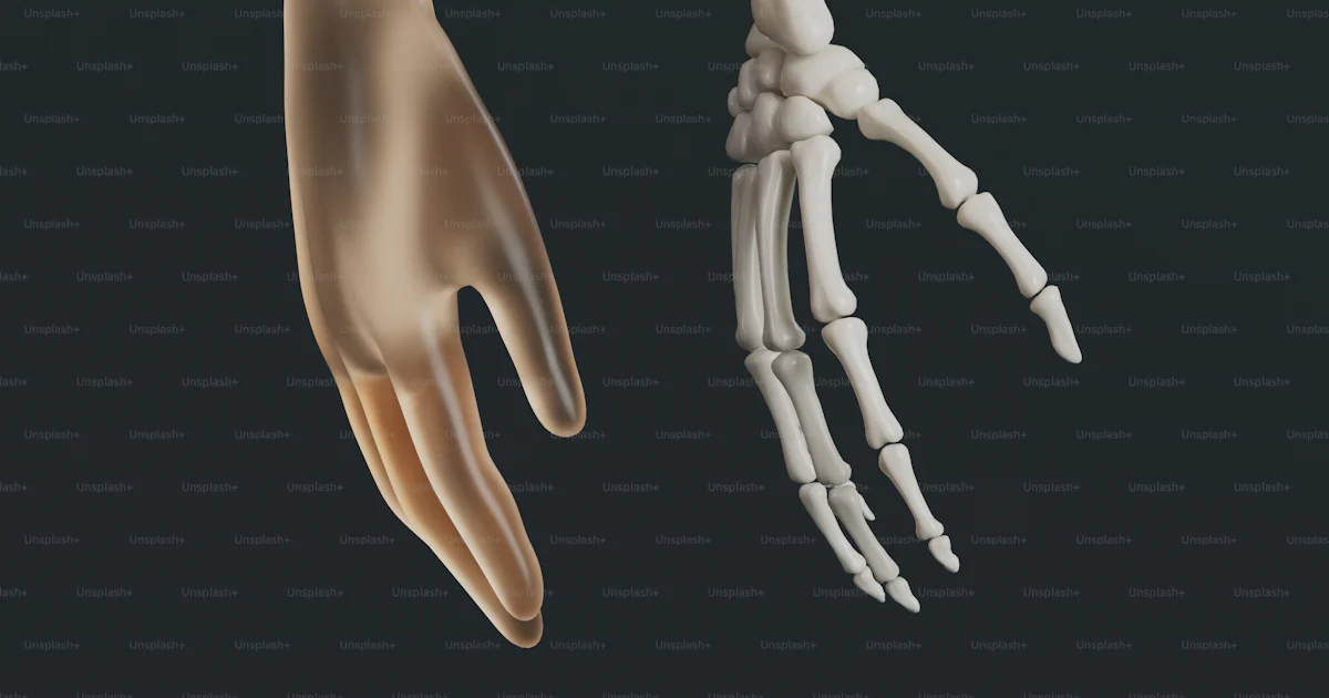 Skeleton Hand Fat A human hand and a skeleton hand on a black background photo – Human ...