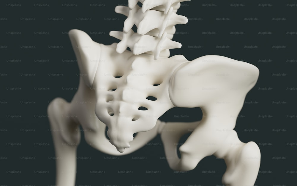 Ein Modell der Rückseite eines menschlichen Skeletts