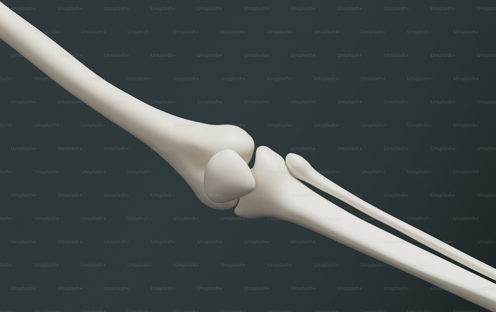 um modelo branco de um osso longo