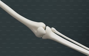 Un modelo blanco de un hueso largo