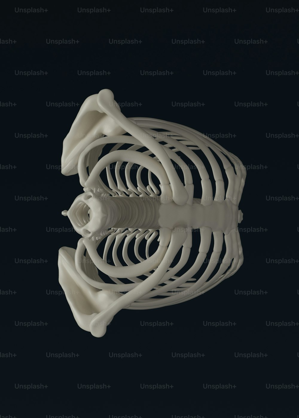 a white model of a human skeleton on a black background