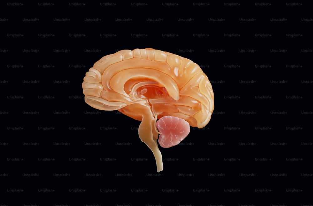 Un primo piano di un cervello umano su uno sfondo nero