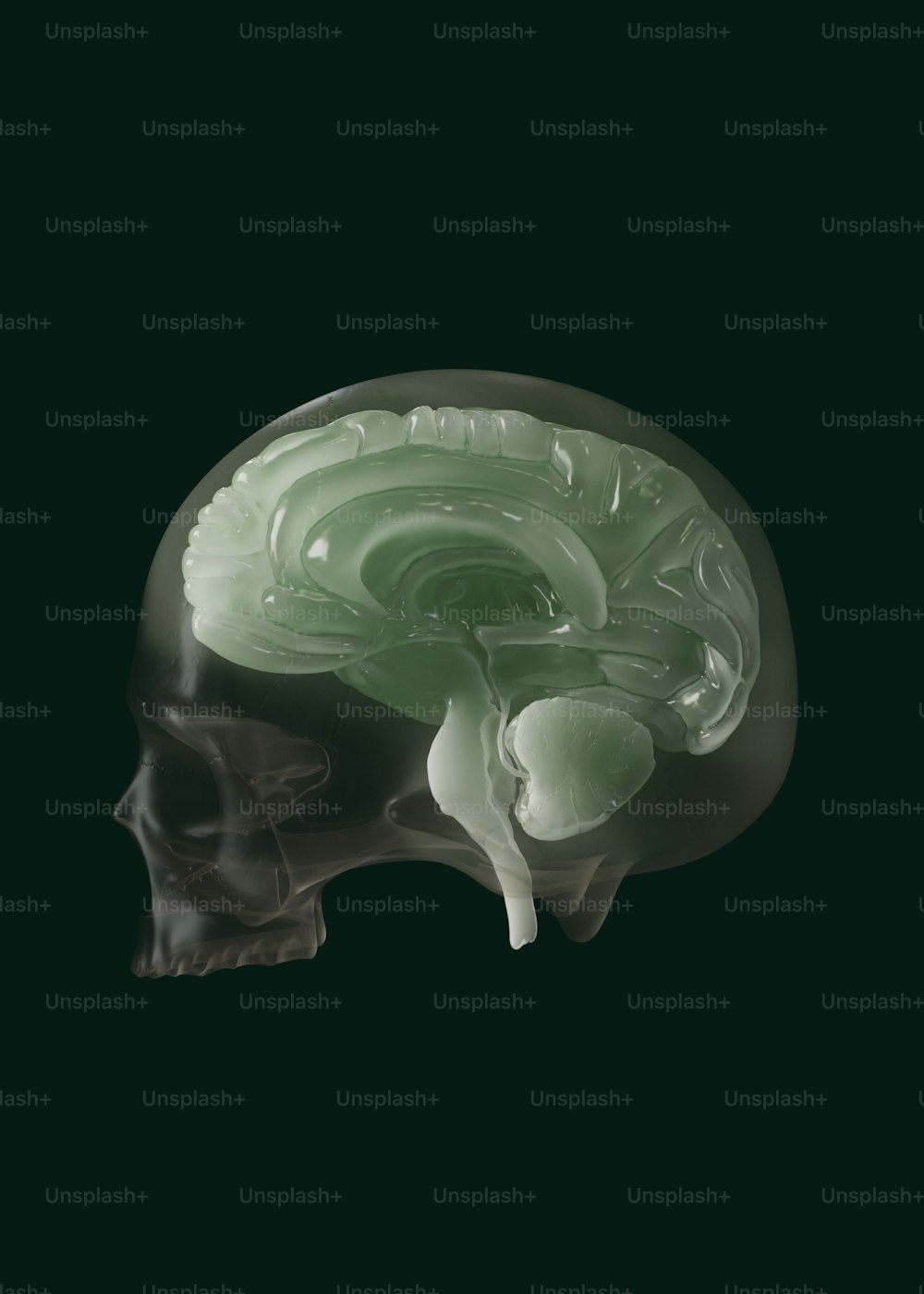 a model of a human head with a green brain