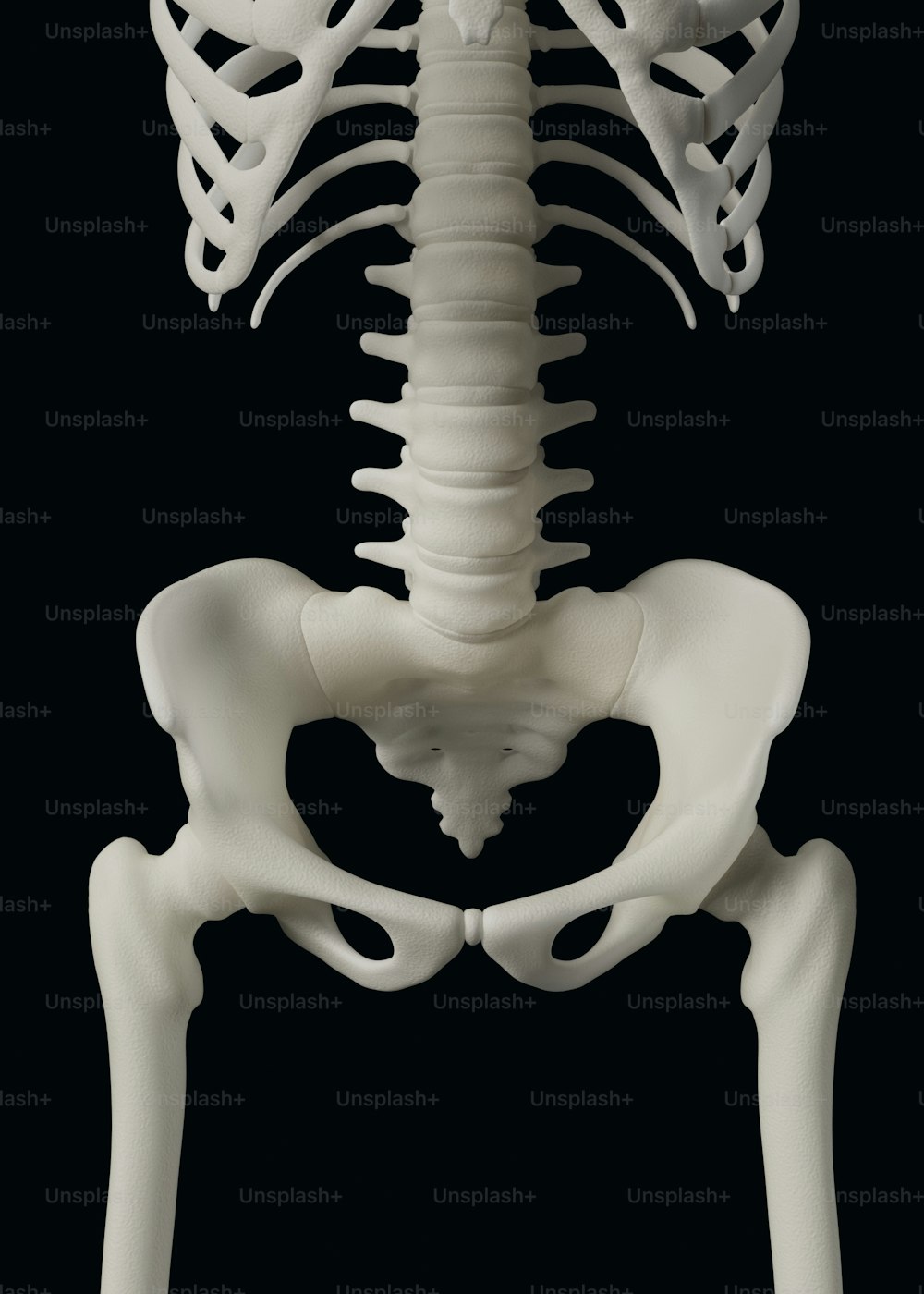 Ein Modell eines menschlichen Skeletts wird gezeigt