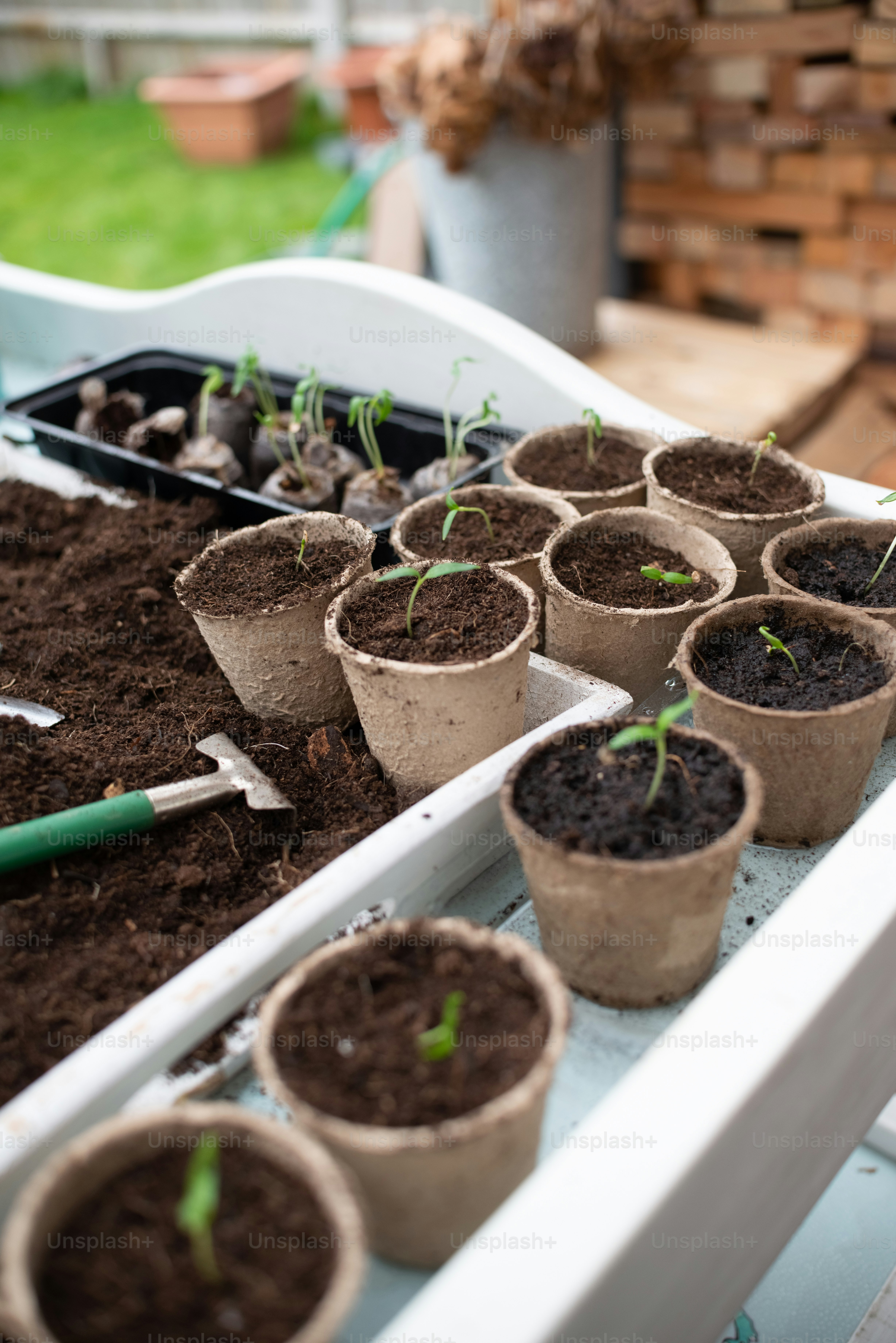 um grupo de vasos de plantas sentados em cima de uma mesa