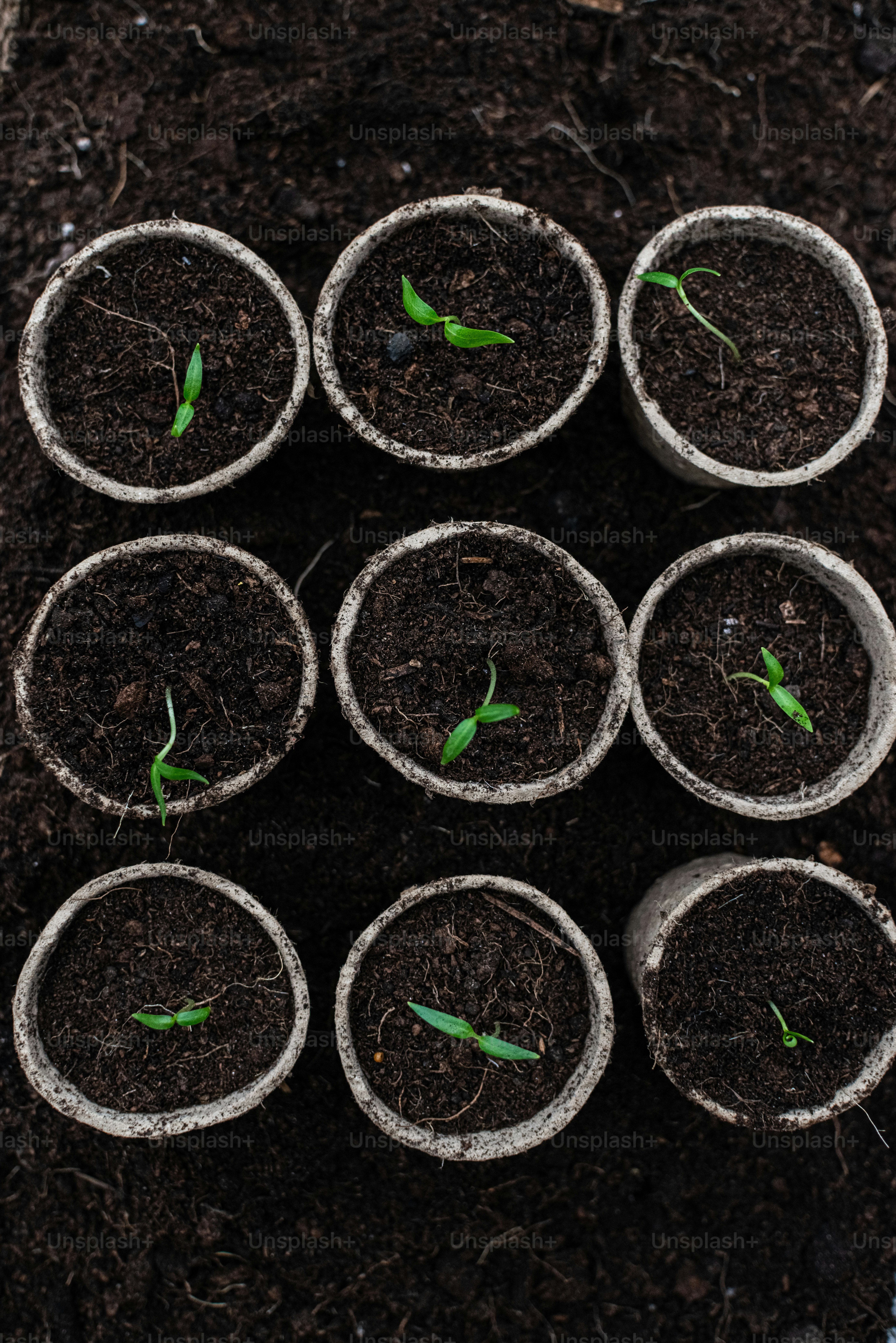 eine Gruppe kleiner Töpfe, die mit Erde und Pflanzen gefüllt sind