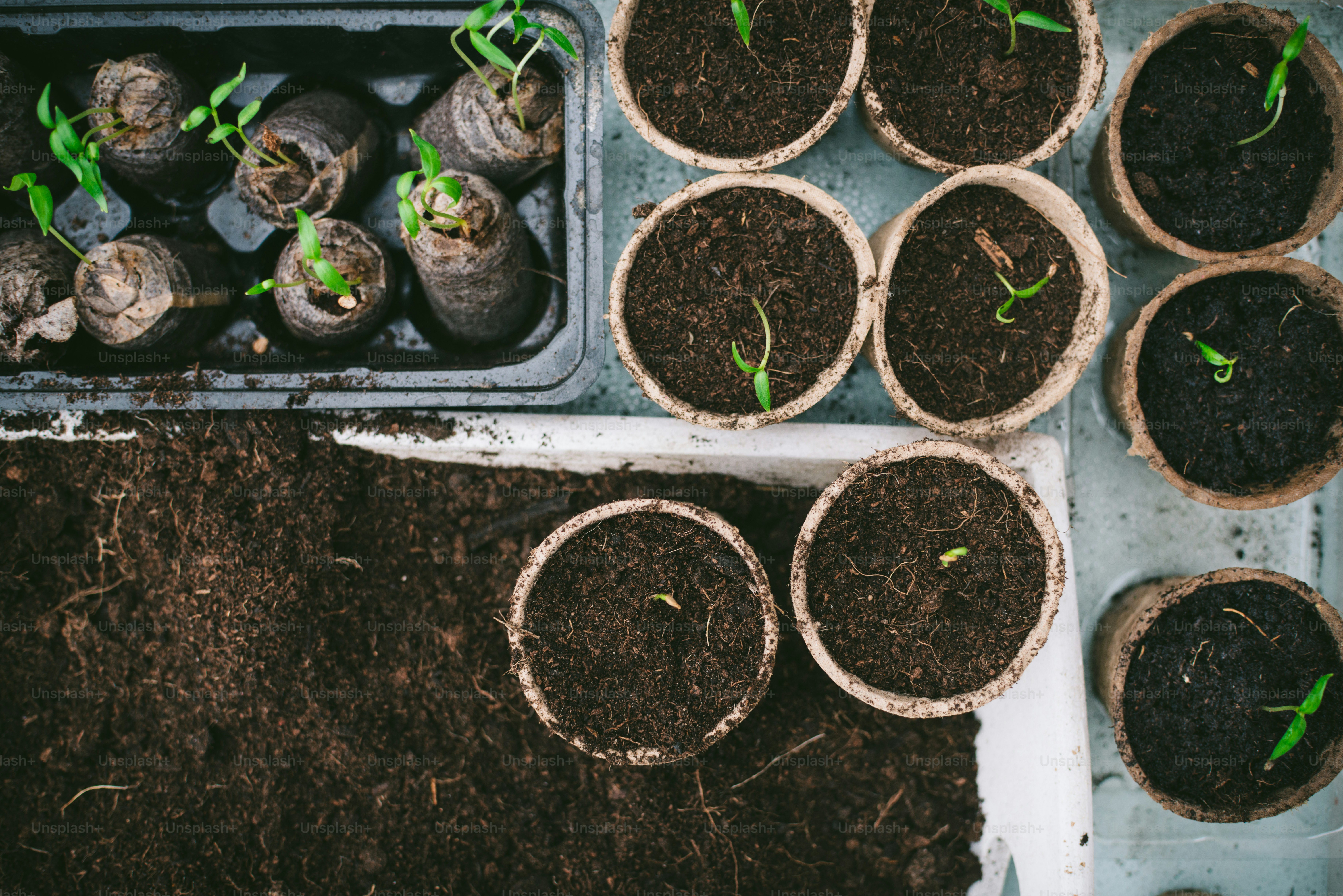 un mucchio di piante che sono in un po 'di sporcizia