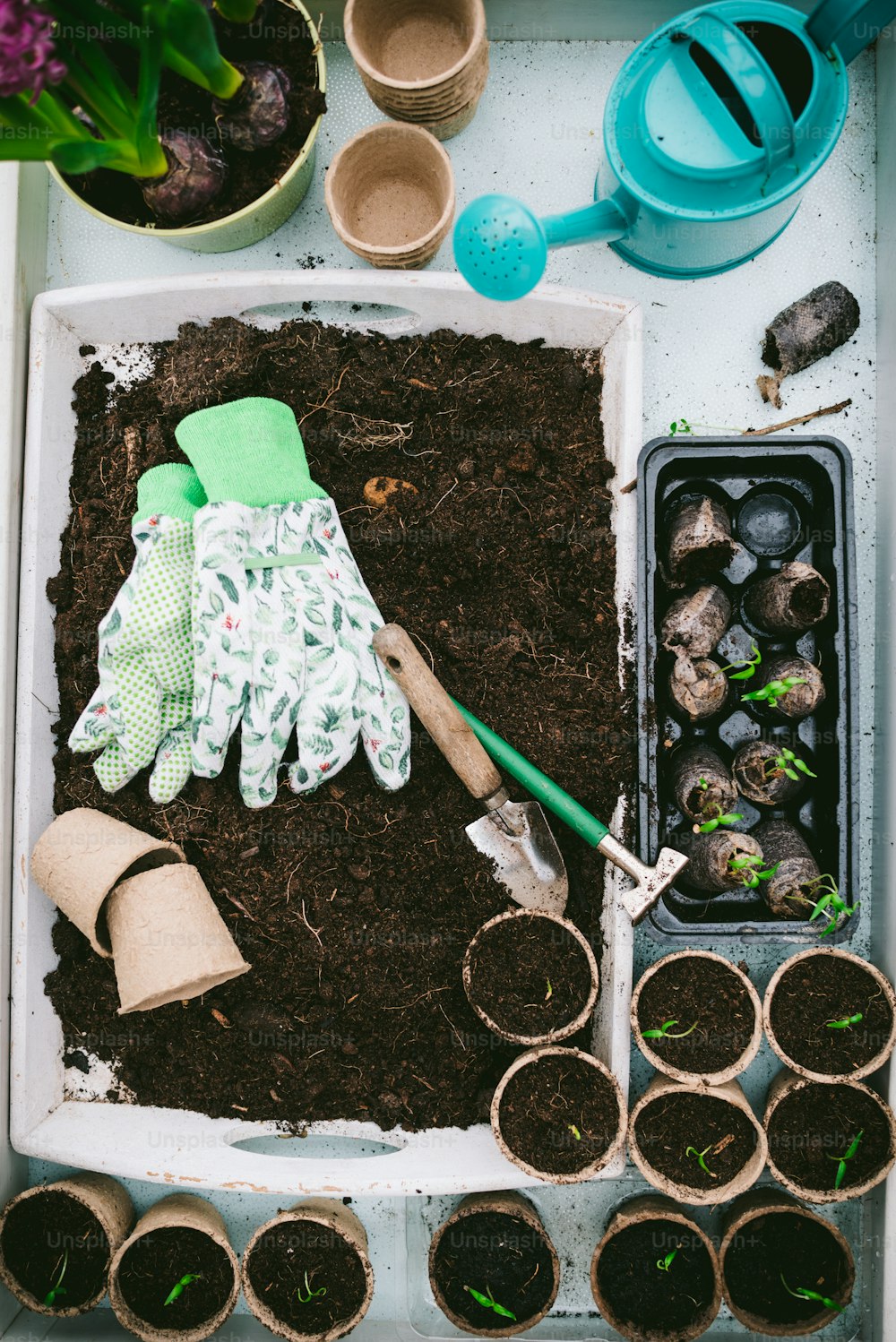 gardening supplies are laid out on a tray