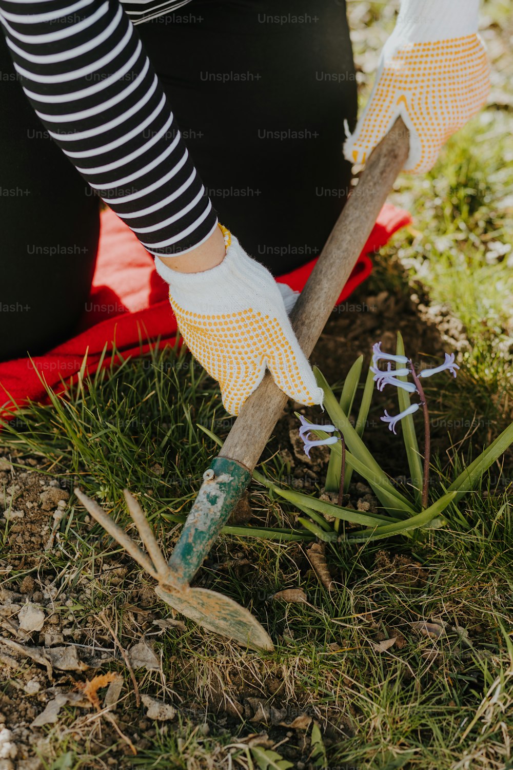 a woman in black and white striped socks is digging in the grass