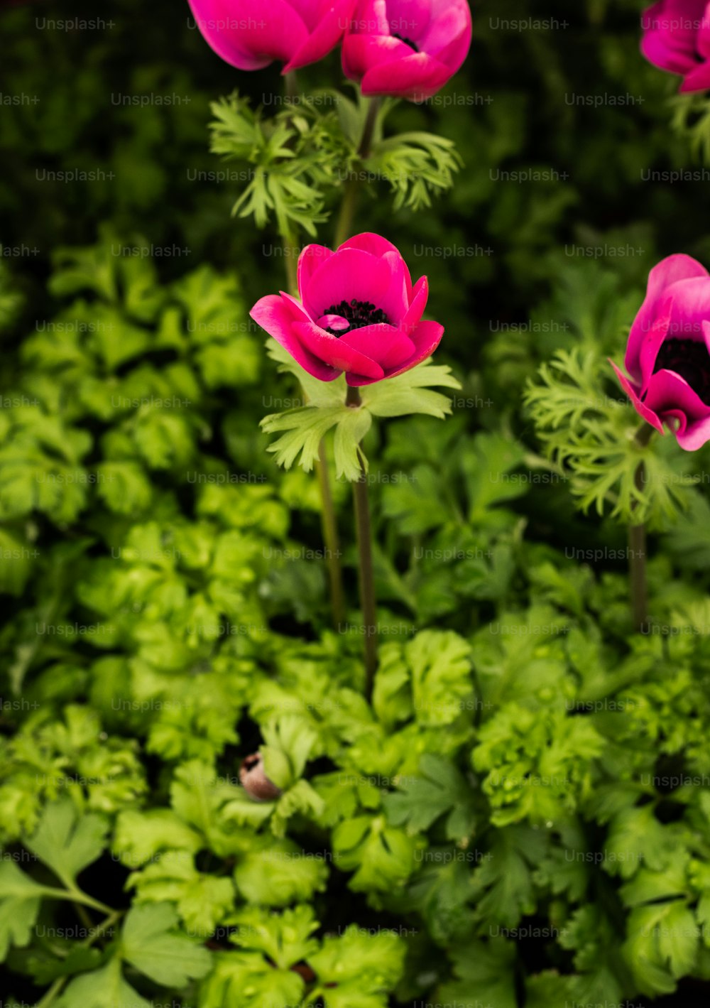 무성한 녹색 들판 위에 앉아 있는 분홍색 꽃 무리