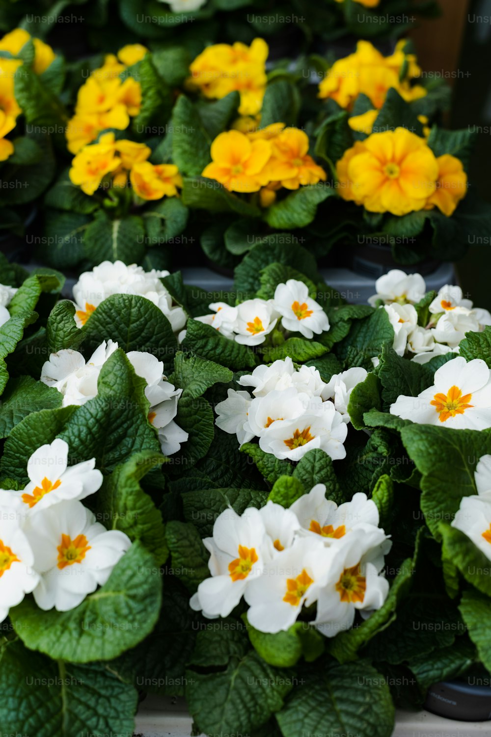 a bunch of white and yellow flowers in a planter