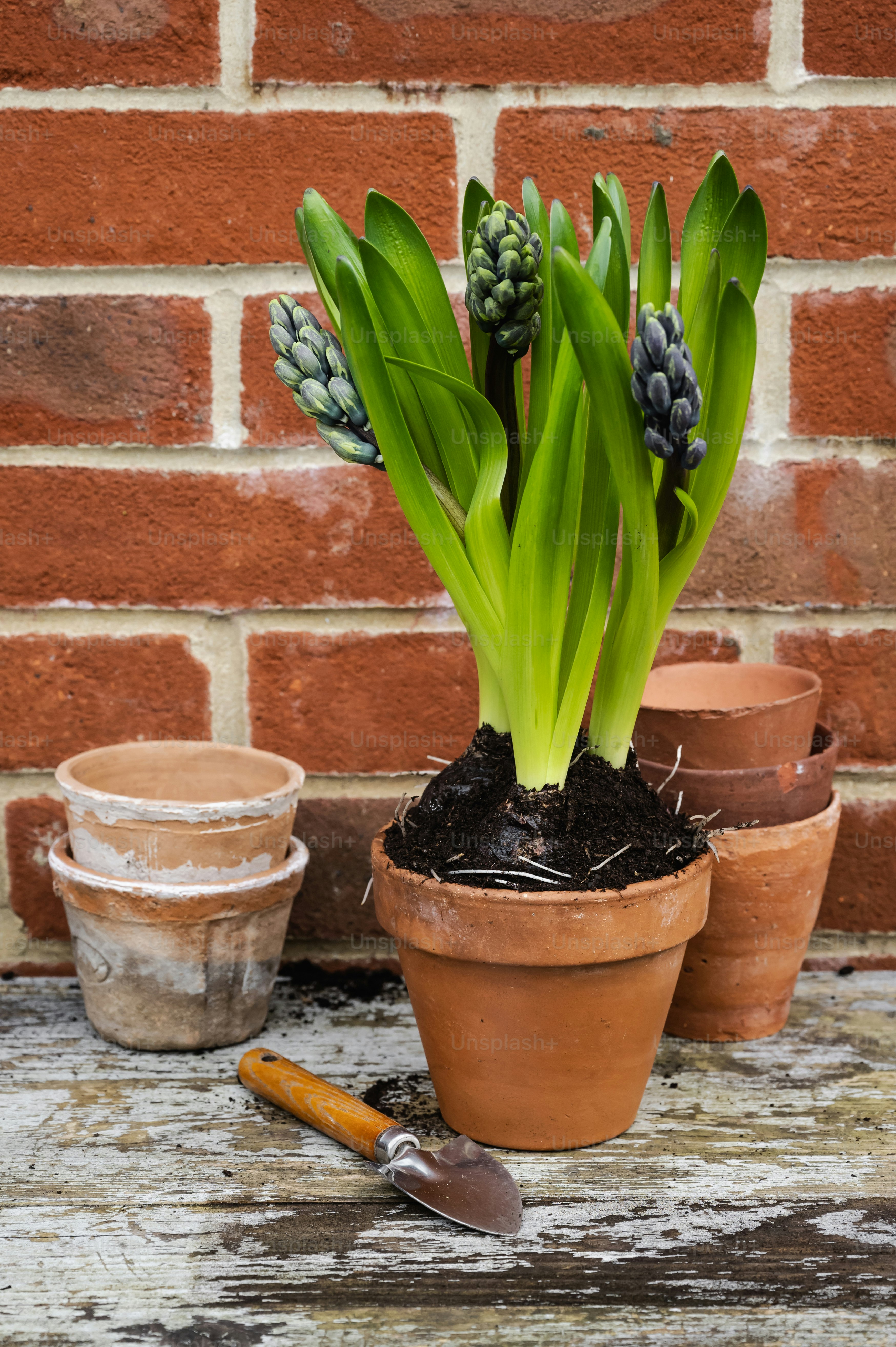 a group of potted plants sitting on top of a wooden table