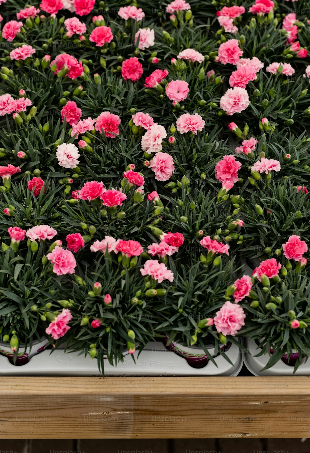 a bunch of pink and white flowers on a table