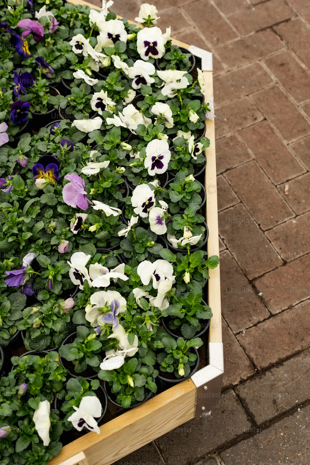 a wooden planter filled with white and purple pansies