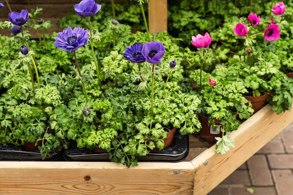 a wooden planter filled with purple and pink flowers