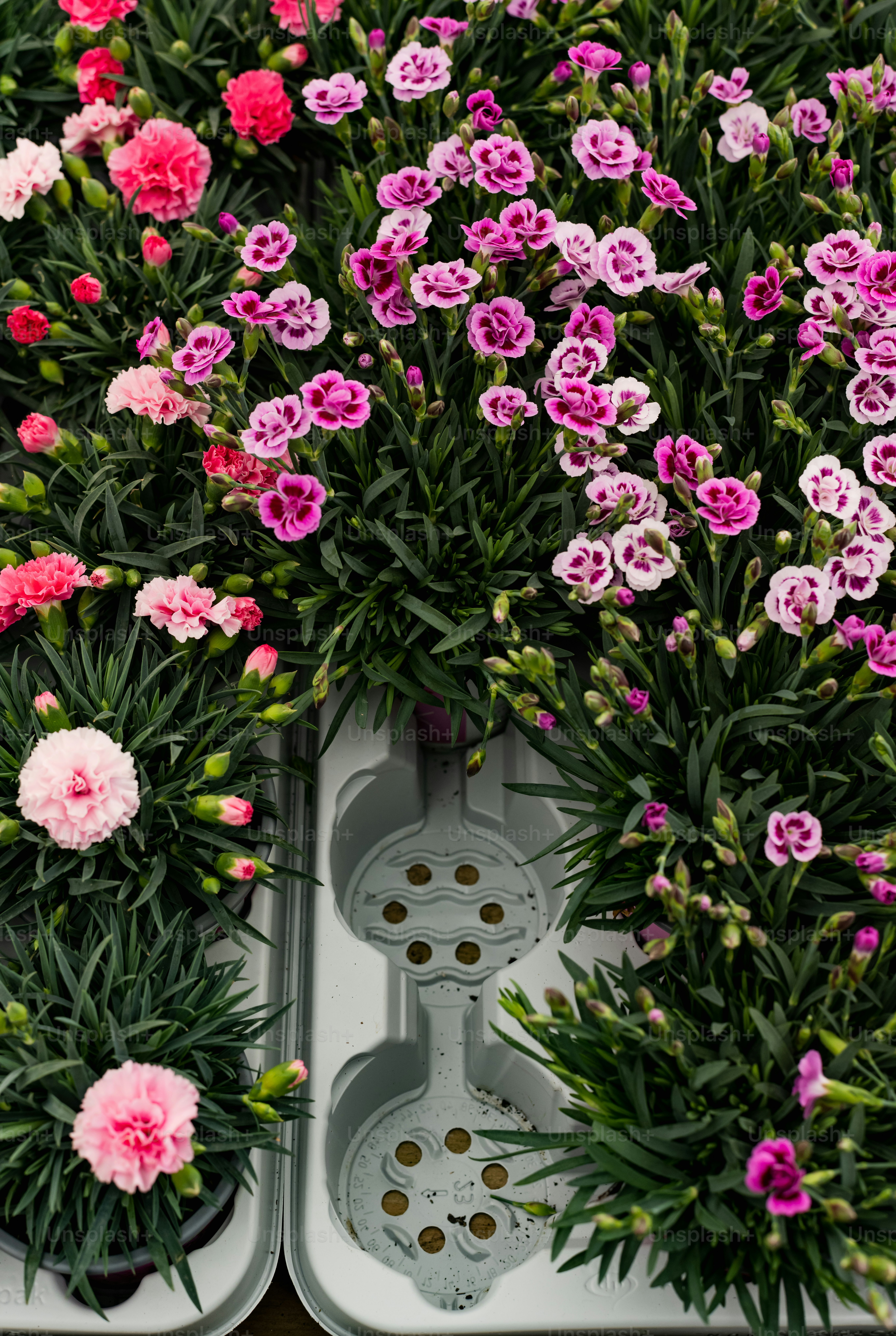 1500+ Flower Garden Pictures | Download Free Images on Unsplash