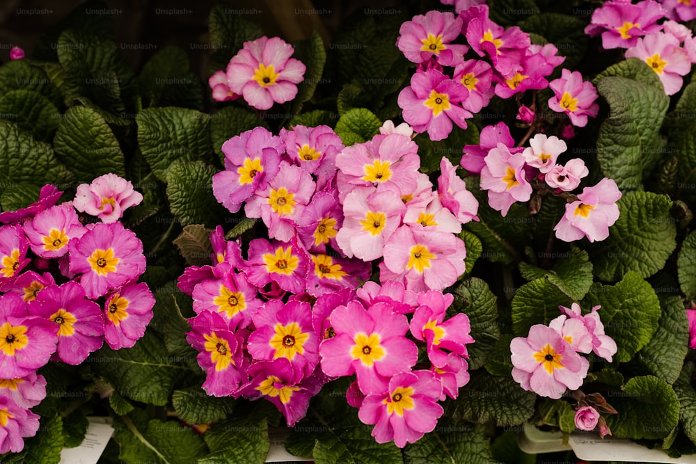 黄色い中心を持つピンクの花の束