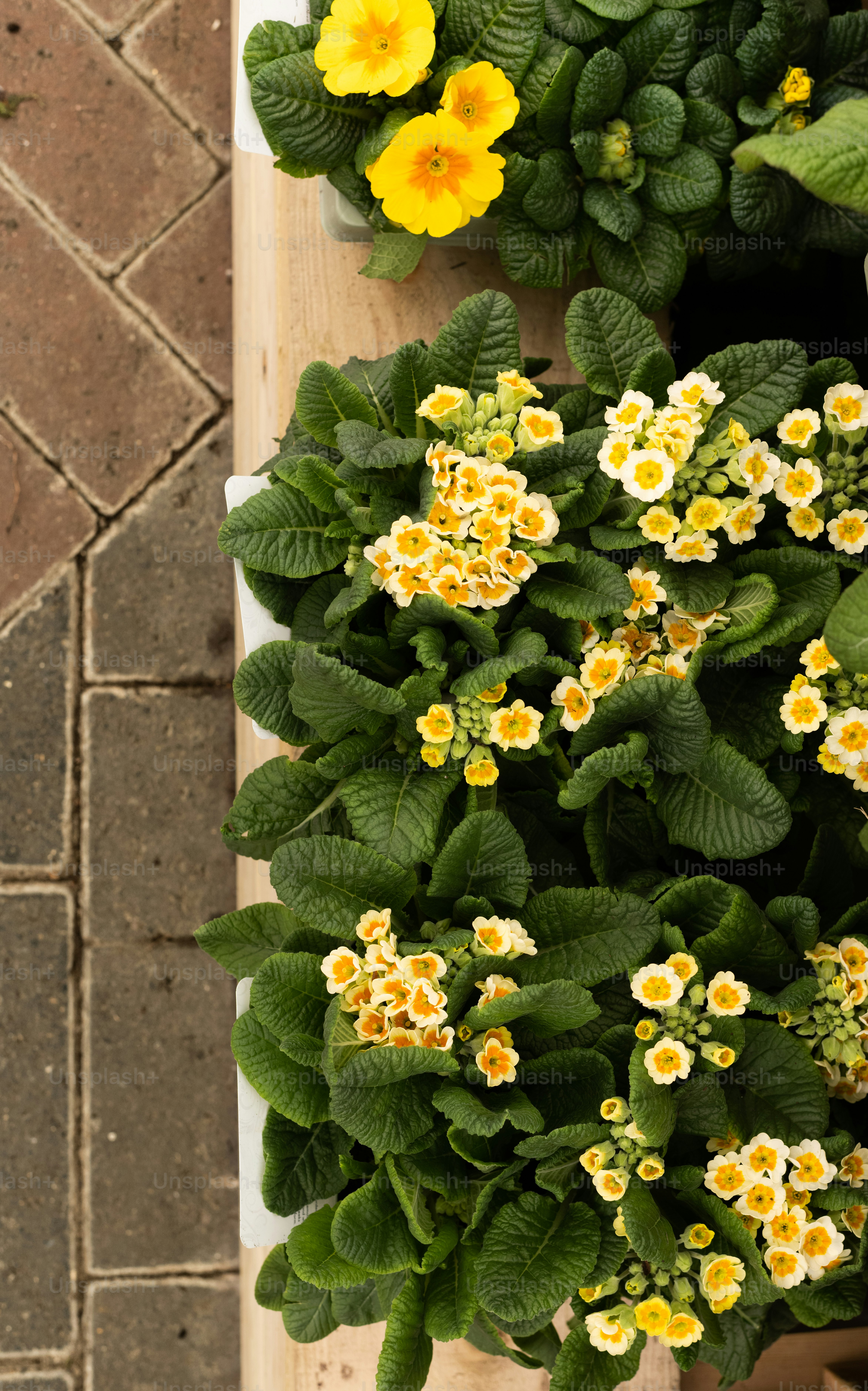 a group of yellow and white flowers sitting on top of a wooden table