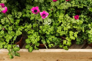 a group of potted plants with pink flowers