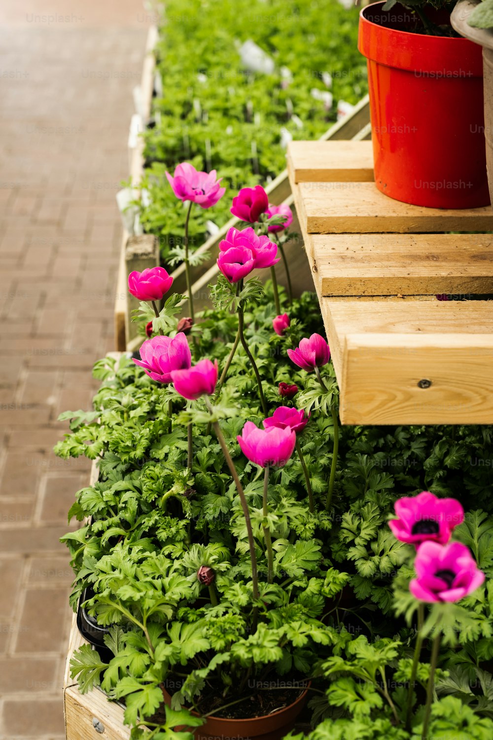 uma fileira de vasos de plantas com flores cor-de-rosa