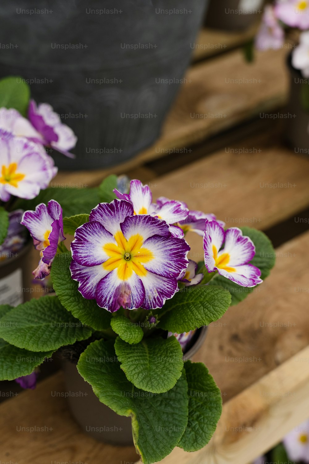 a group of purple and white flowers sitting on top of a wooden bench