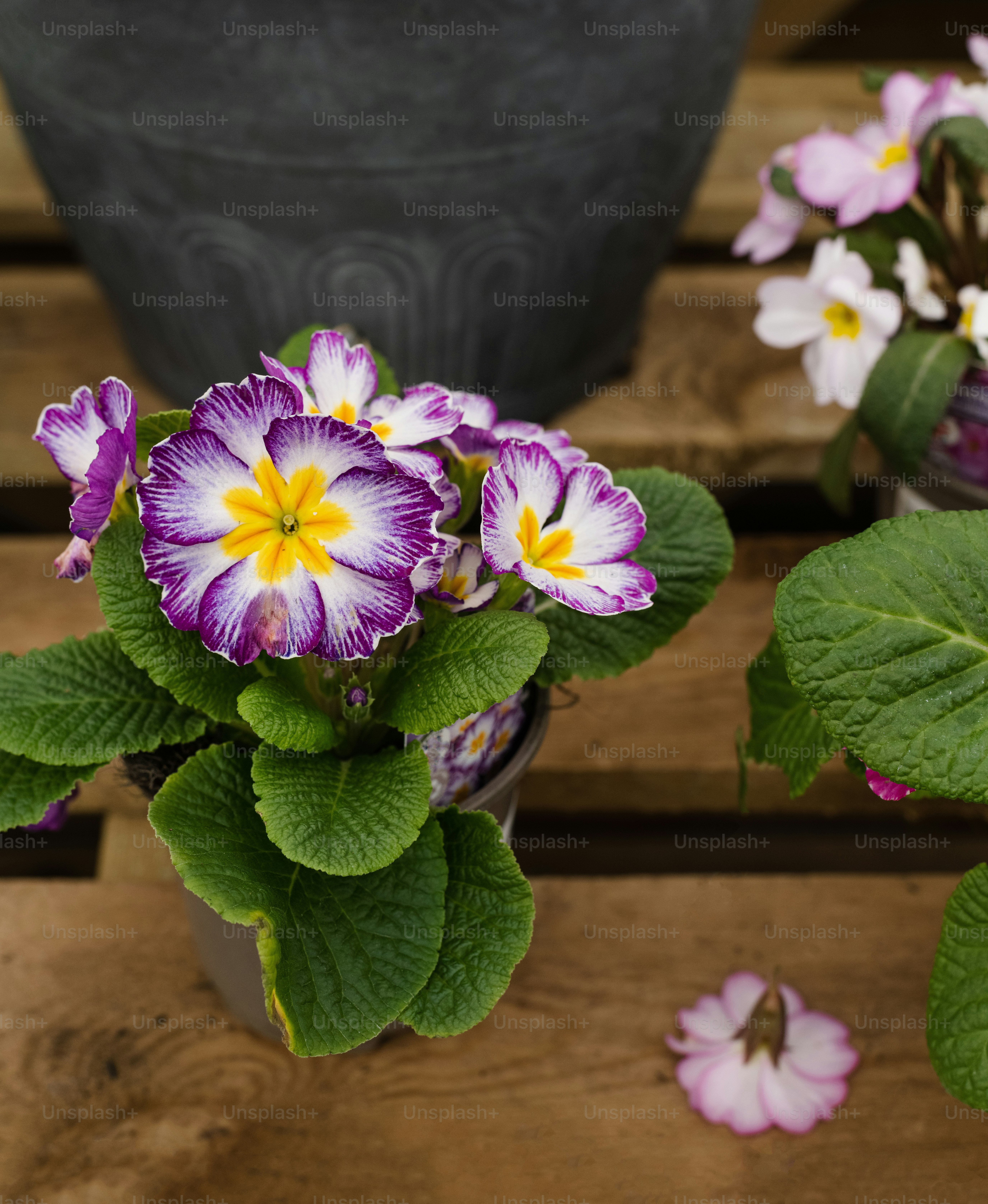a potted plant with purple and yellow flowers