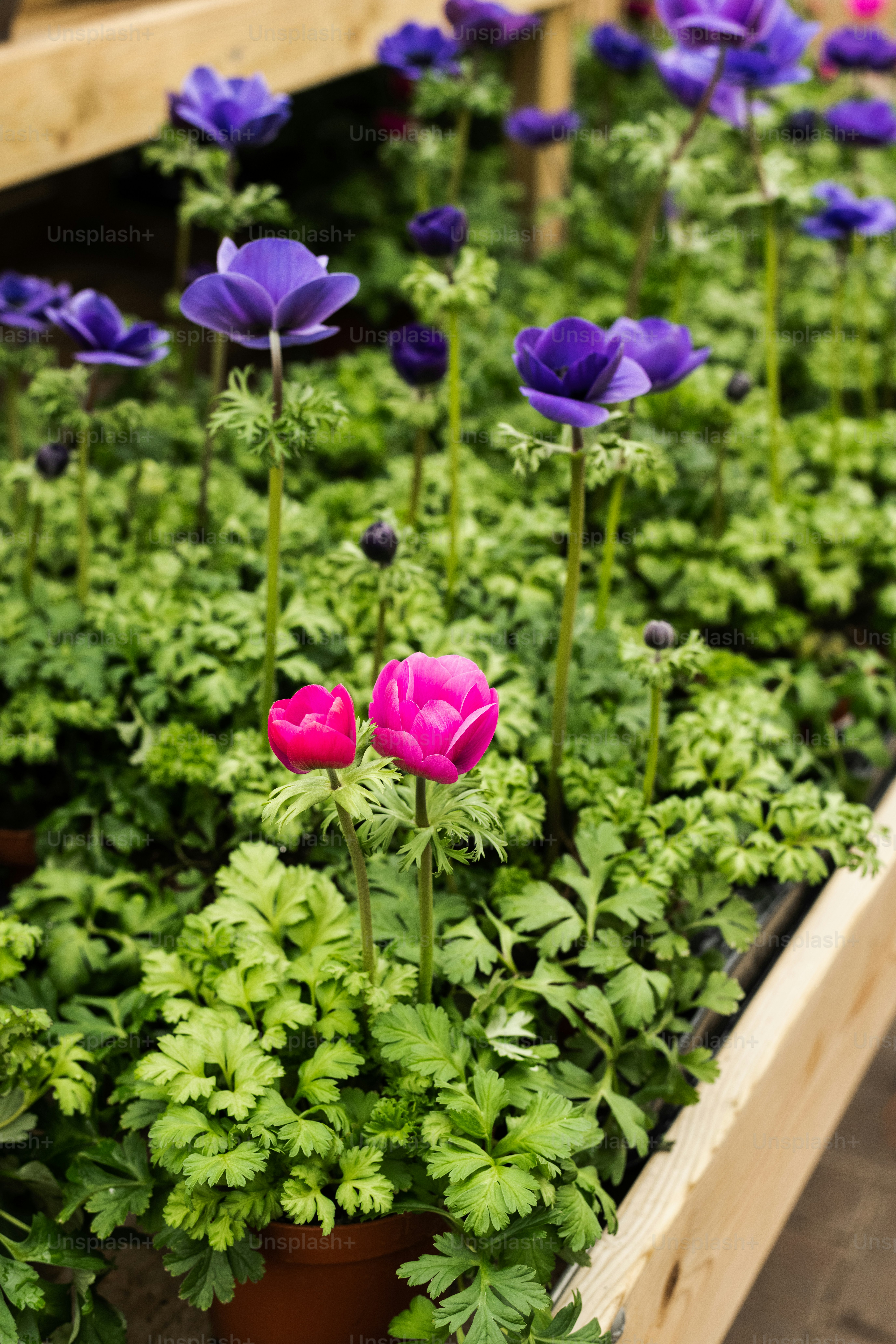 a bunch of flowers that are in a planter