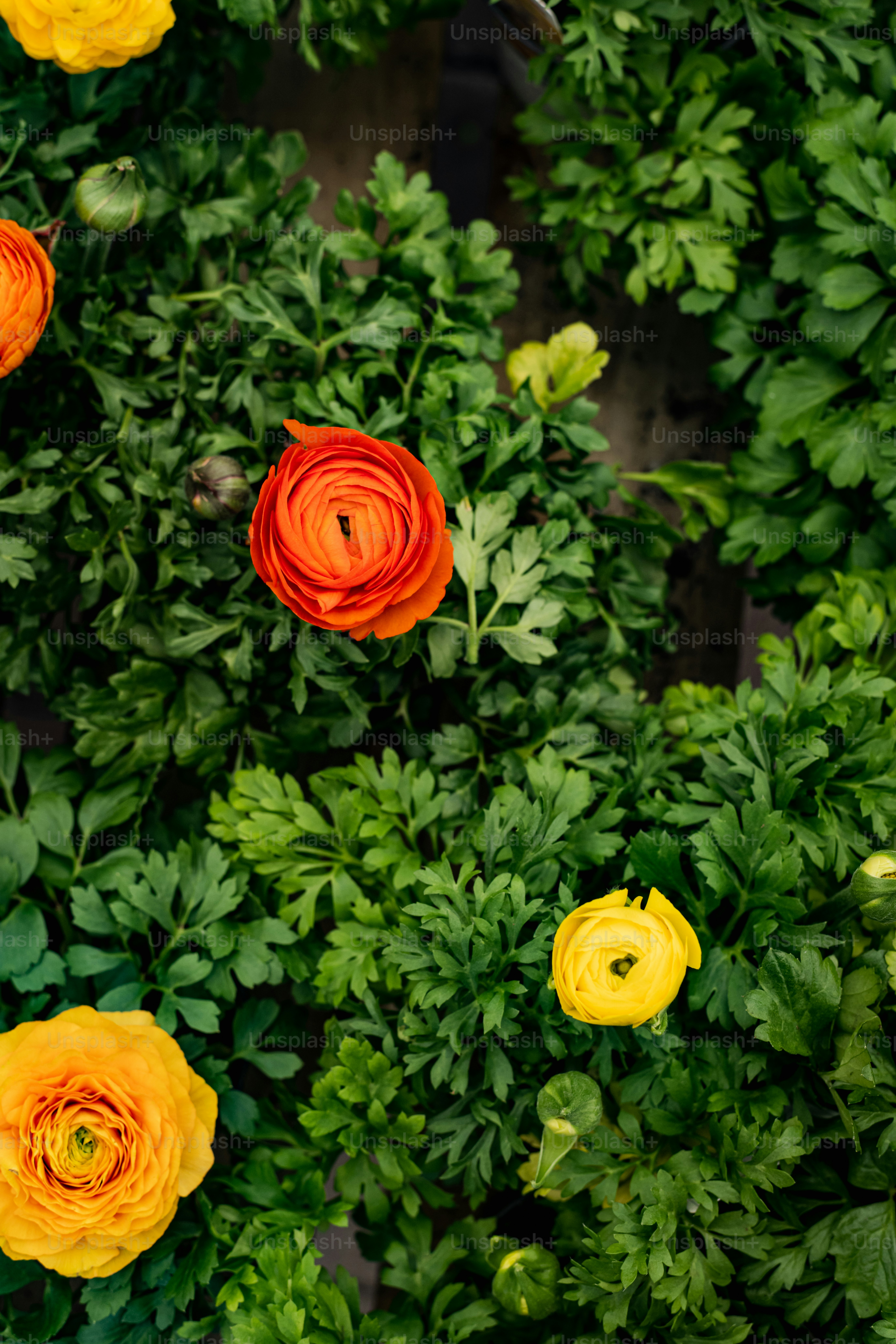 a group of orange and yellow flowers in a garden