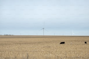 three cows grazing in a field with windmills in the background