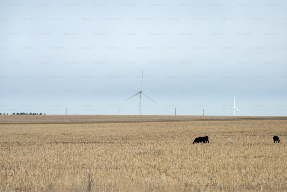 three cows grazing in a field with windmills in the background