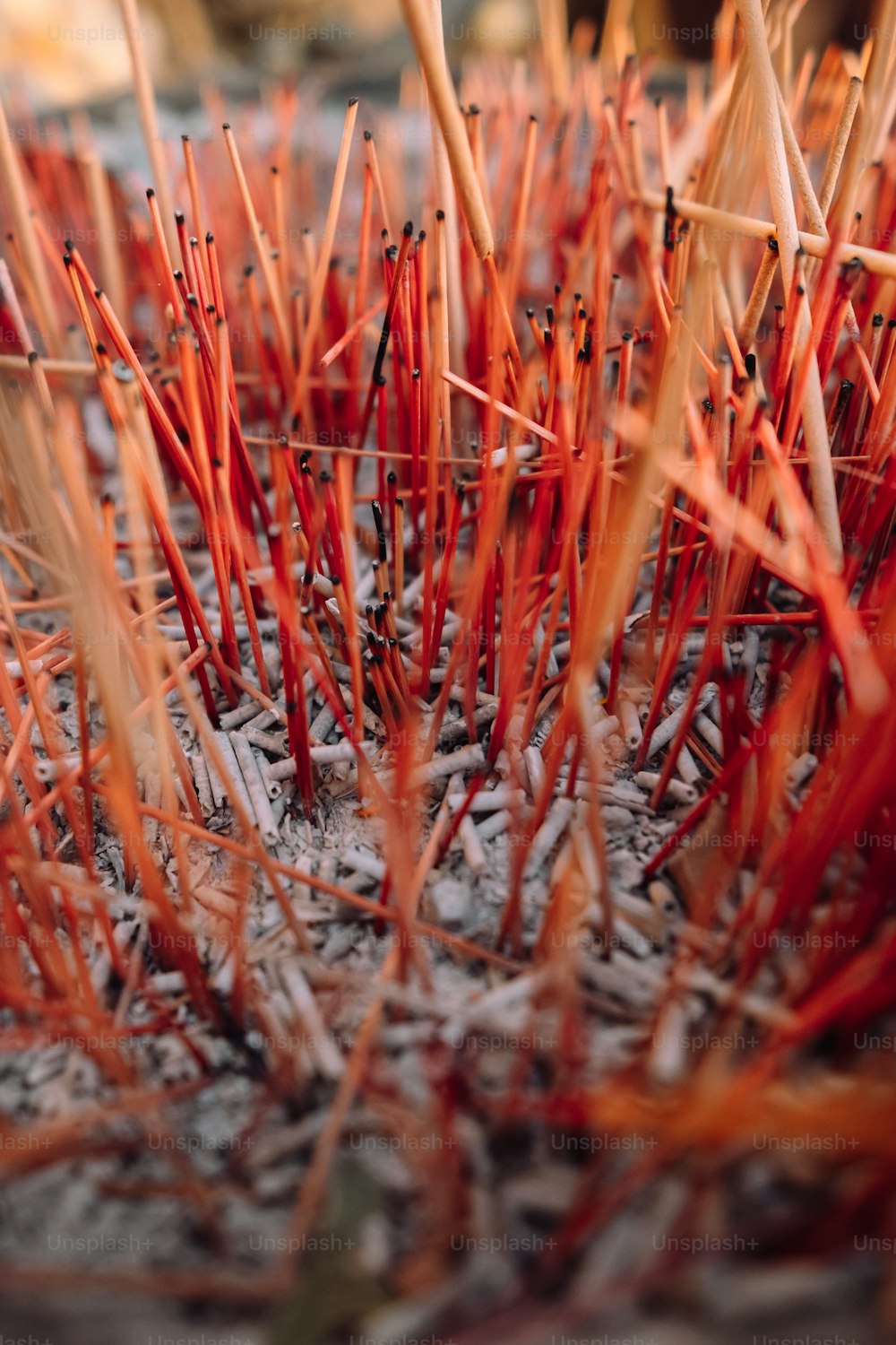 Gros plan d’un bouquet de plantes rouges